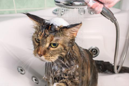 猫身上发现跳蚤别慌张，教你轻松去除跳蚤烦恼