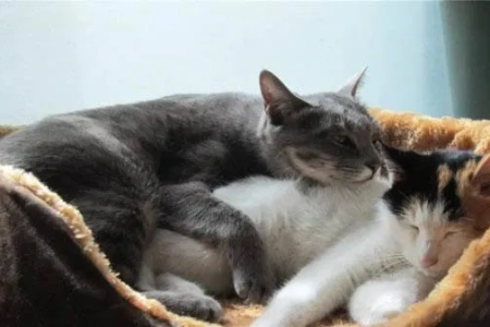 想让猫咪配种成功？公母猫一起待多少天最好？