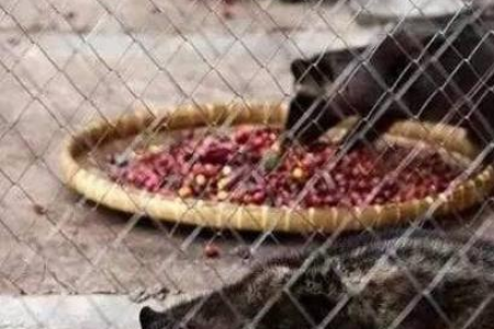 令人好奇的猫屎咖啡：它究竟来自哪种猫的排泄物？
