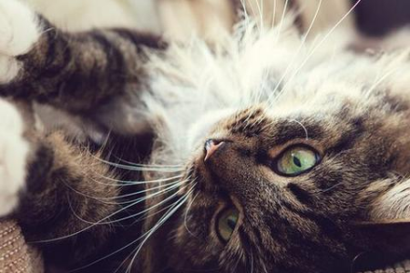 别扔！皮沙发被猫抓坏的修复指南