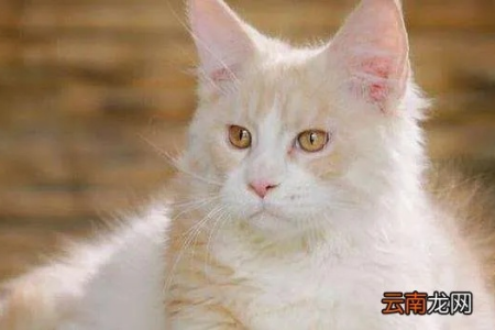 轻松辨认缅因猫幼猫：掌握这些明显特征就够了！