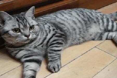养美短折耳猫需要注意什么？寿命及健康管理指南