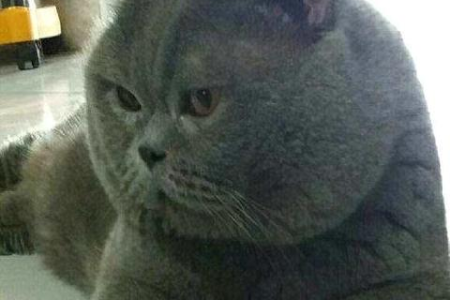 为什么犬科动物打不过猫科动物？揭秘猫科动物的狩猎优势！