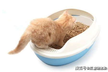 超详细自制猫砂盆教程，新手也能轻松学会！