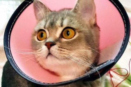 如何鉴别蓝金渐层猫的优劣？血统纯度与价格分析