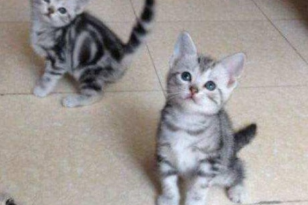 虎斑猫配蓝猫生下的小猫会长啥样？一起来看看！