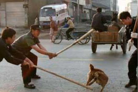 猫抓伤不打疫苗的后果？严重吗？会得狂犬病吗？