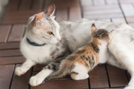 猫兄妹之间可以生育吗？近亲繁殖的遗传风险分析