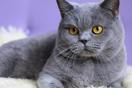 轻松学会区分豹猫和狸猫，看这篇就够了！