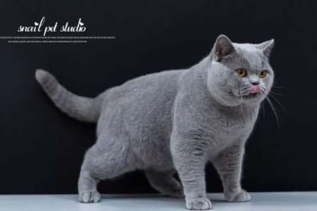 格里斯猫咪是什么品种？带你了解格里斯猫的品种起源