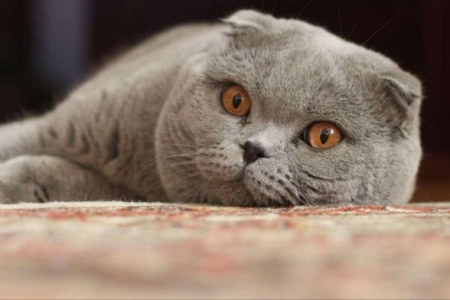 英短折耳猫是纯种吗？基因缺陷与血统问题分析