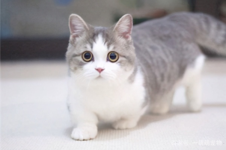 矮脚猫基因缺陷真的存在吗？宠物医生告诉你答案