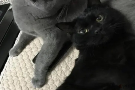 蓝猫生出黑猫，这基因到底咋回事？