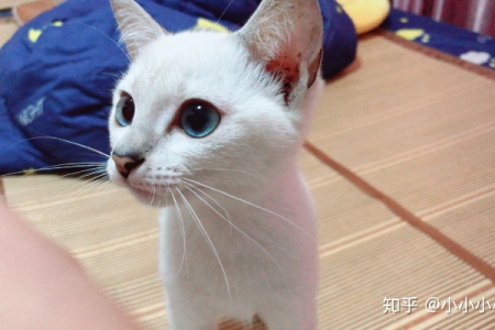 还在纠结虎斑暹罗是串吗？这篇告诉你答案