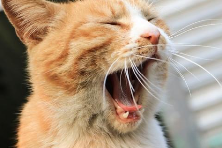 橘猫和银渐层生的小猫会长什么样？基因决定猫咪颜值