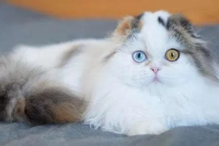 高地长毛猫的品种特性是什么？高地长毛猫好养吗？