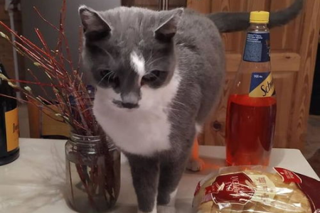 玳瑁猫和招财猫的区别是什么？真相让你大吃一惊