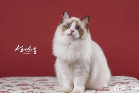 纯种布偶猫特点详解：教你轻松辨别真假布偶猫
