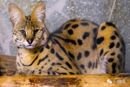 豹猫生长到几个月就不长了？教你了解豹猫生长规律！