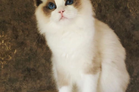 如何区分布偶猫重点色和手套色？超详细图文对比分析