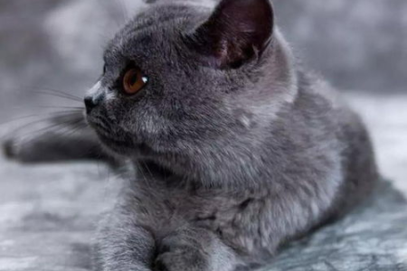 500元的蓝猫靠谱吗？低价蓝猫的秘密你了解吗？