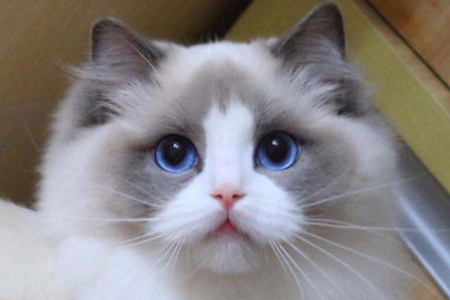 布偶猫眼睛颜色变化：小时候不蓝是为什么？