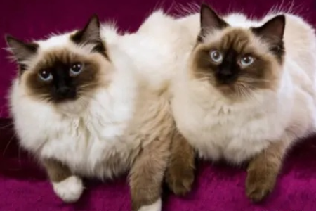 想养布偶猫？先了解手套色标准及挑选技巧