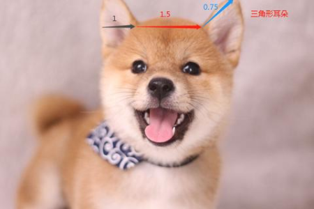 纯种猫咪选购技巧：教你辨别真假纯种猫，避免上当受骗