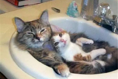猫咪为啥喜欢喝洗澡水？这背后隐藏着什么秘密？