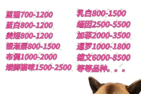 猫咪英短蓝白价格多少？2024最新价位表