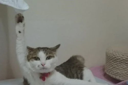猫咪做错事打哪里最有效？轻拍还是呵斥更管用？