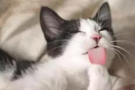猫咪总是用力舔毛是生病了吗？别忽视这些信号