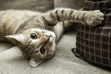 你的猫咪是什么性格？从猫爪形状就能看出来！