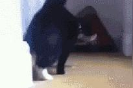 黑猫警长是什么猫？原来是可爱的奶牛猫！
