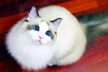布偶猫尴尬期是什么样的？如何应对猫咪的颜值低谷？