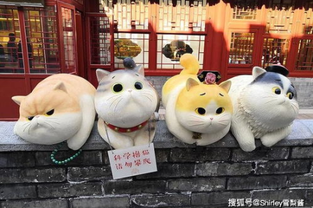 想看故宫的猫？这些地方更容易找到它们！