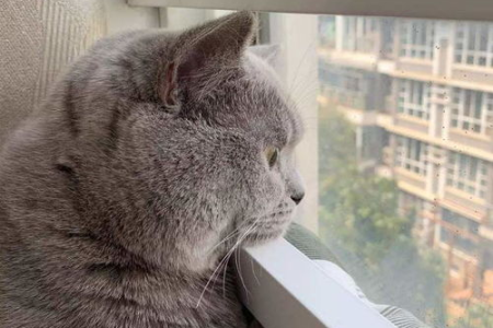 家里养猫要不要用笼子？猫咪笼养会带来哪些负面影响？