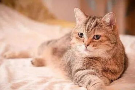 猫咪胖瘦如何判断？一看便知的小妙招分享