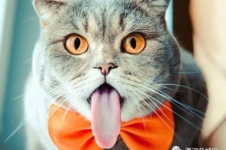 家里猫咪吐舌头怎么办？可能是这些问题