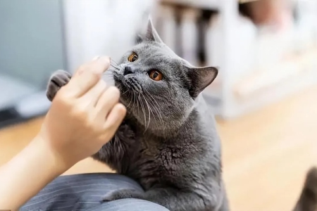 猫咪靠闻味认人还是看人？揭秘猫咪识别主人的秘密