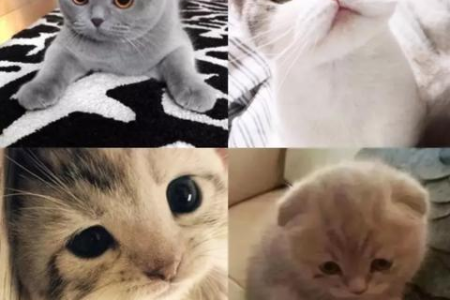 想知道布偶猫的原产地？揭秘布偶猫的故乡和繁育历史