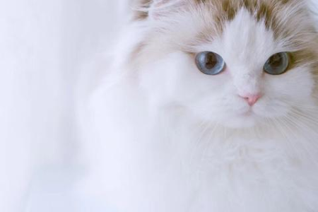 眼睛颜色不同的猫咪容易耳聋吗？看看你的猫咪属于哪种情况