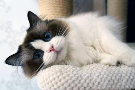 想养猫？先了解布偶猫的特点，它真的太可爱了！