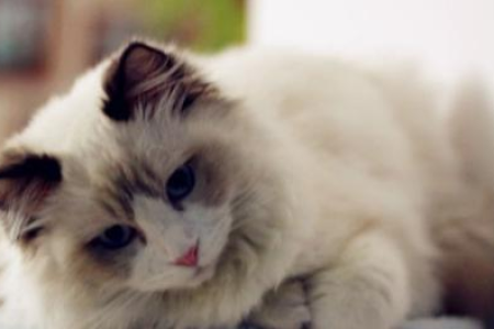 揭秘布偶猫的性格与特点：它究竟有多么招人喜欢？