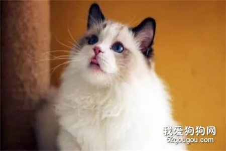 海双布偶猫什么意思？带你了解这种漂亮猫咪
