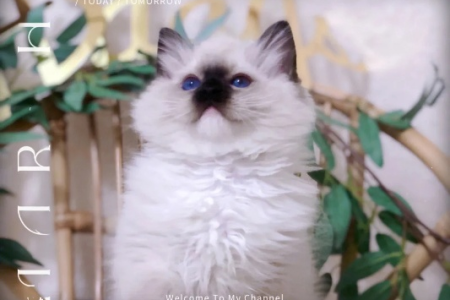 布偶猫蓝双：带手套的猫咪有多可爱？