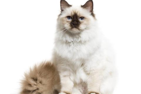 布偶猫是波斯猫的后代吗？品种起源深度解析