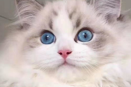 布偶猫尴尬期多久才结束？如何科学判断布偶猫是否度过尴尬期？