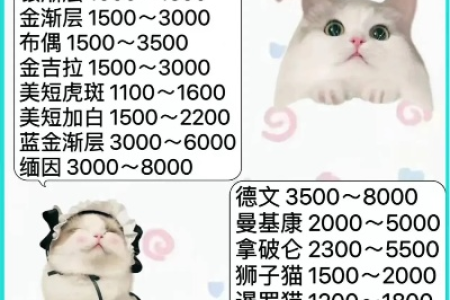 2024年布偶猫价格是多少？宠物级、血统级价格大揭秘