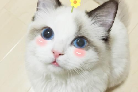 最全布偶猫品种介绍：从起源到选购，新手必看！